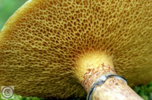 suillus grevillei (1000 x 667).jpg_product_product_product_product_product_product_product